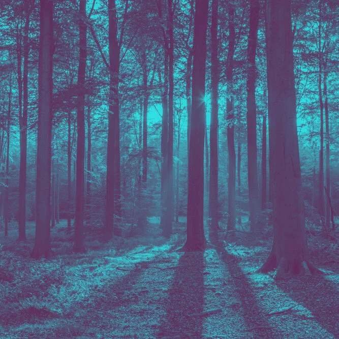 Forêt aux teintes turquoise, ambiance pour la sieste poétique du Girls Don't Cry Festival